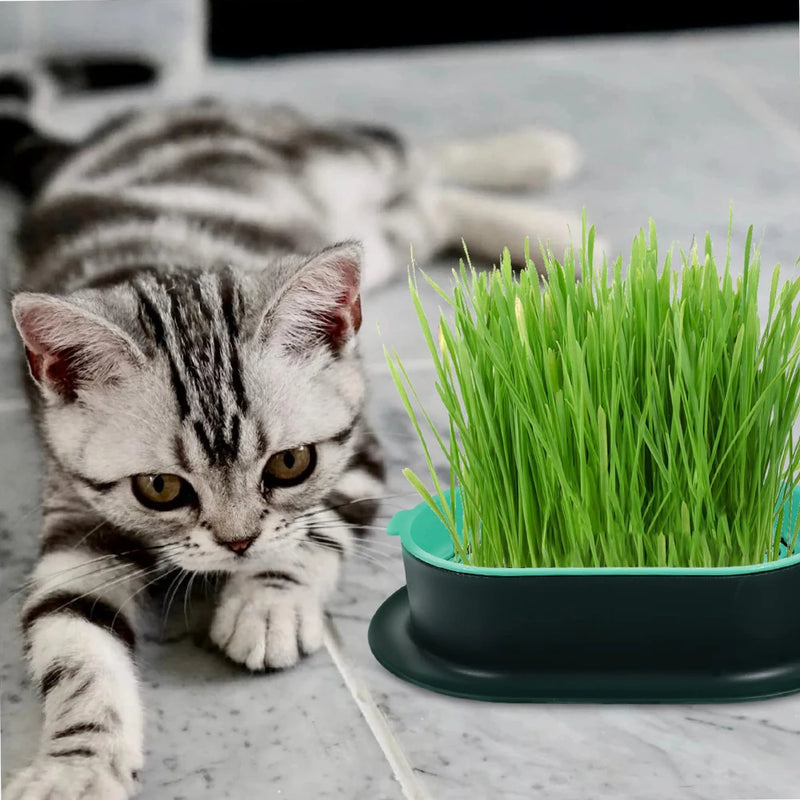 Vasinho de Brotos de Grama para Gatos – Cultivo Hidropônico