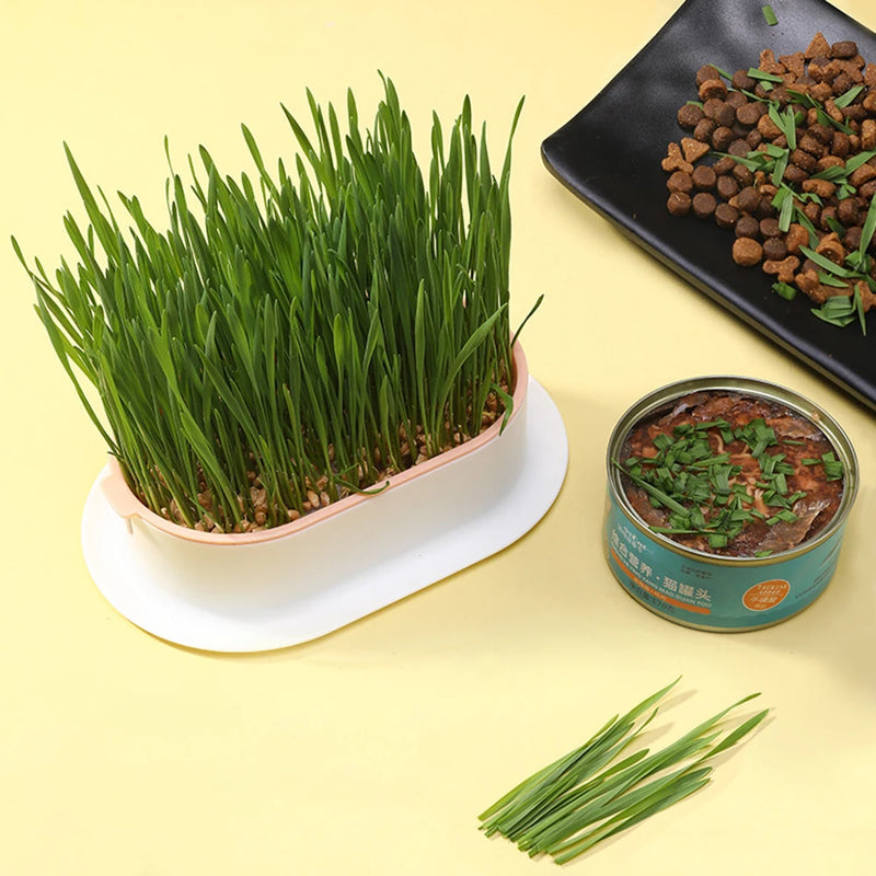 Vasinho de Brotos de Grama para Gatos – Cultivo Hidropônico