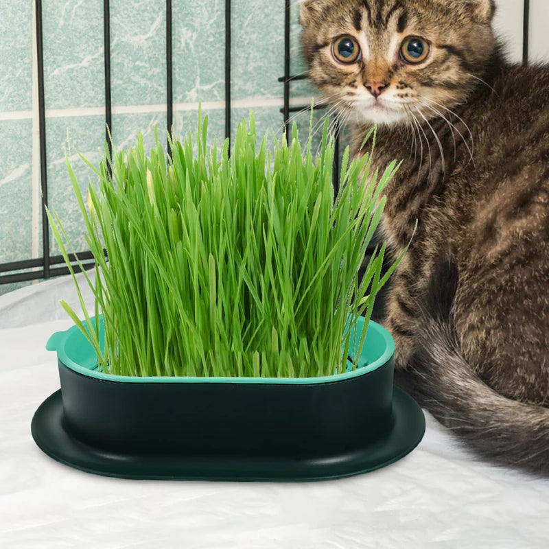 Vasinho de Brotos de Grama para Gatos – Cultivo Hidropônico