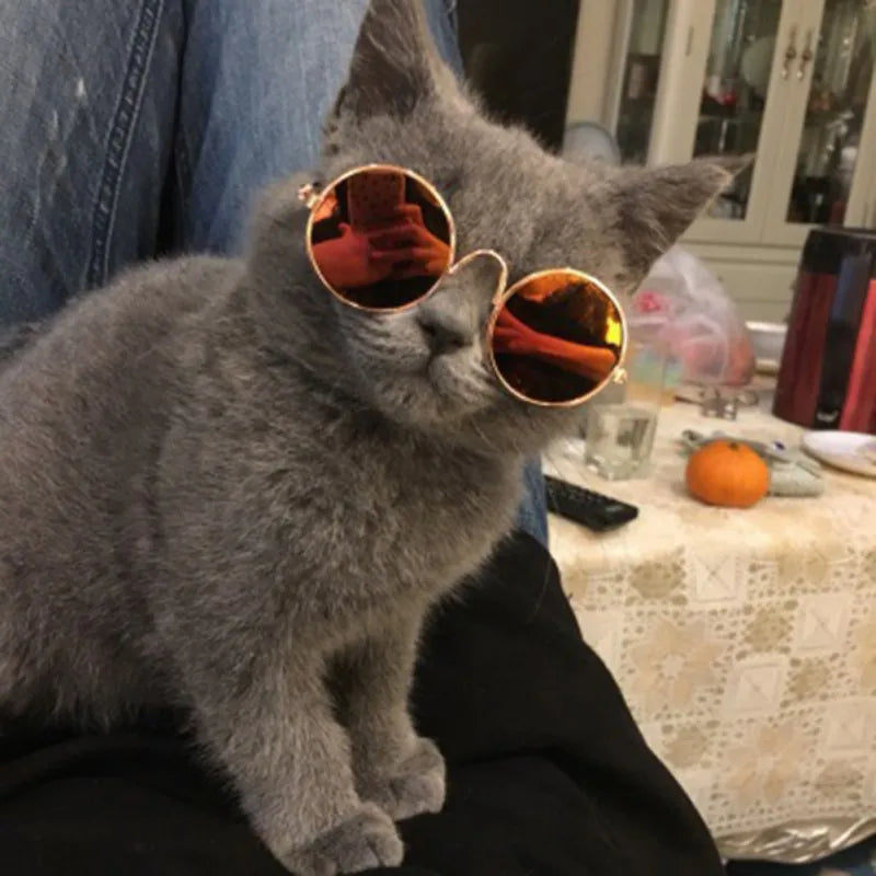 Óculos de Sol para Gatos 😎🐱