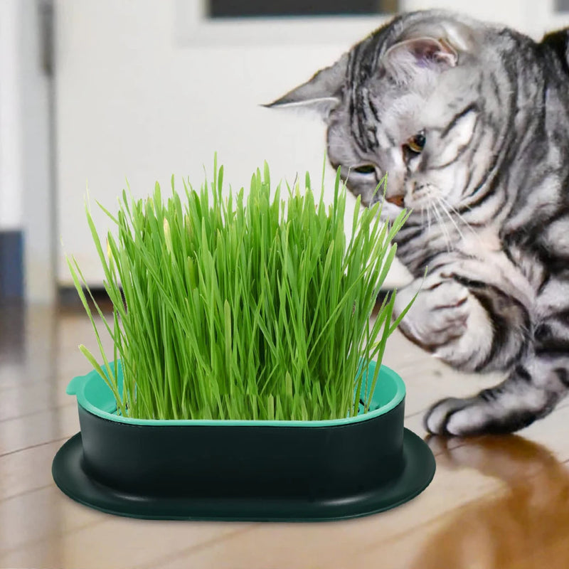 Vasinho de Brotos de Grama para Gatos – Cultivo Hidropônico