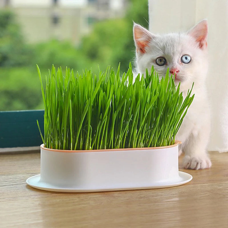 Vasinho de Brotos de Grama para Gatos – Cultivo Hidropônico