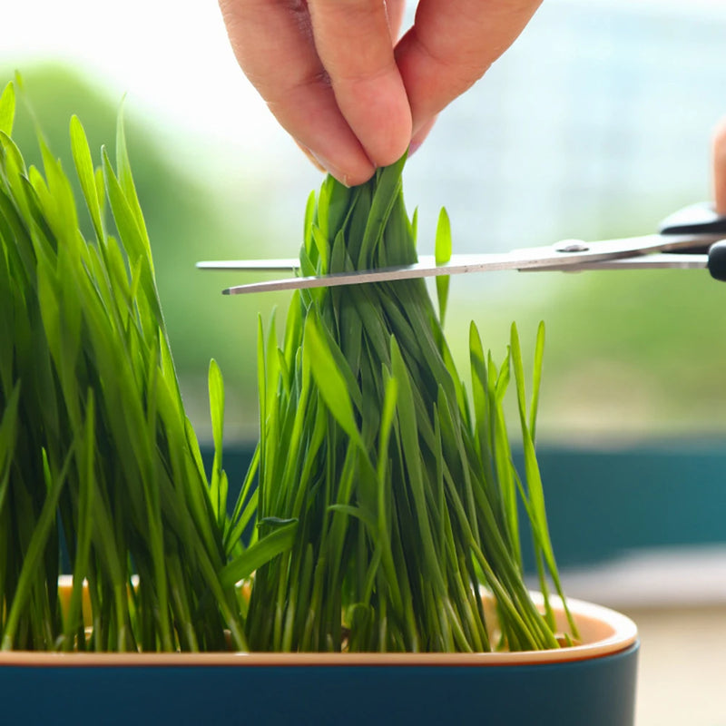 Vasinho de Brotos de Grama para Gatos – Cultivo Hidropônico
